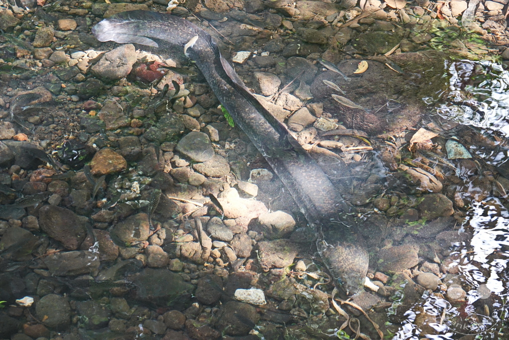 French Polynesia - Huahine - Sacred Blue Eyes Eels