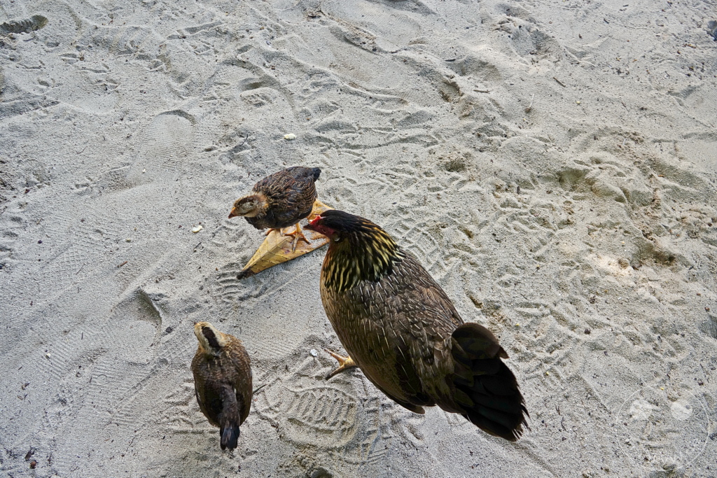 French Polynesia - Huahine - Le Mahana