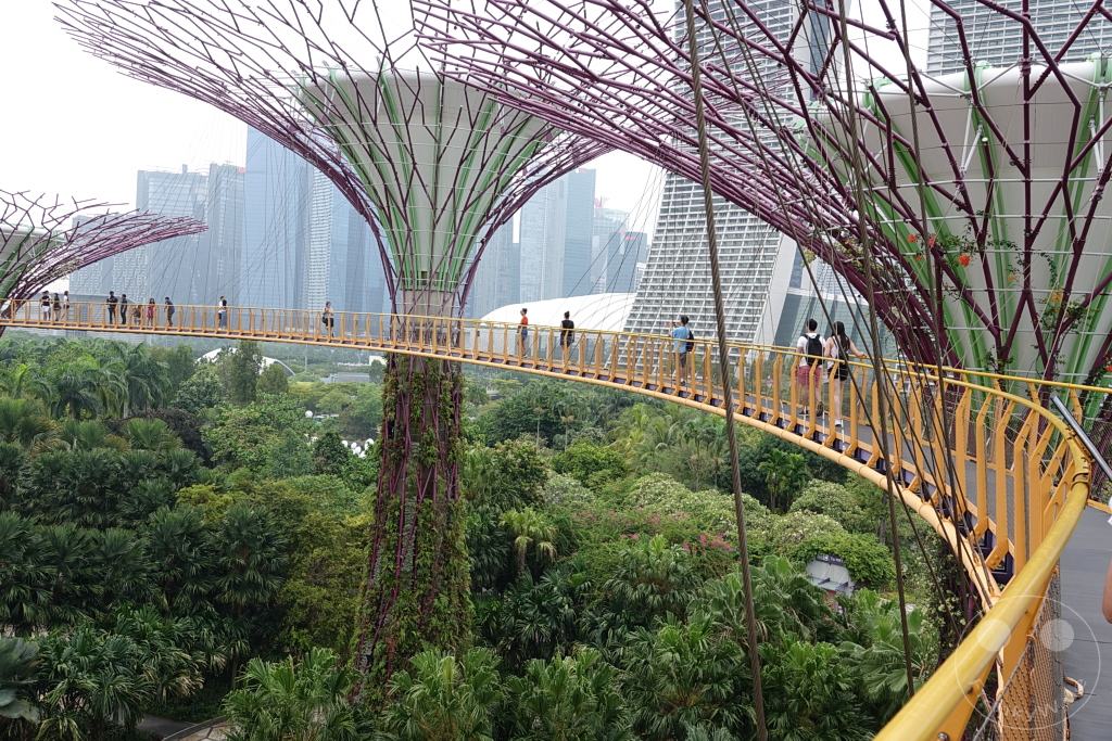 Singapur -  Gardens by the bay - Supertree Grove - OCBC Skyway