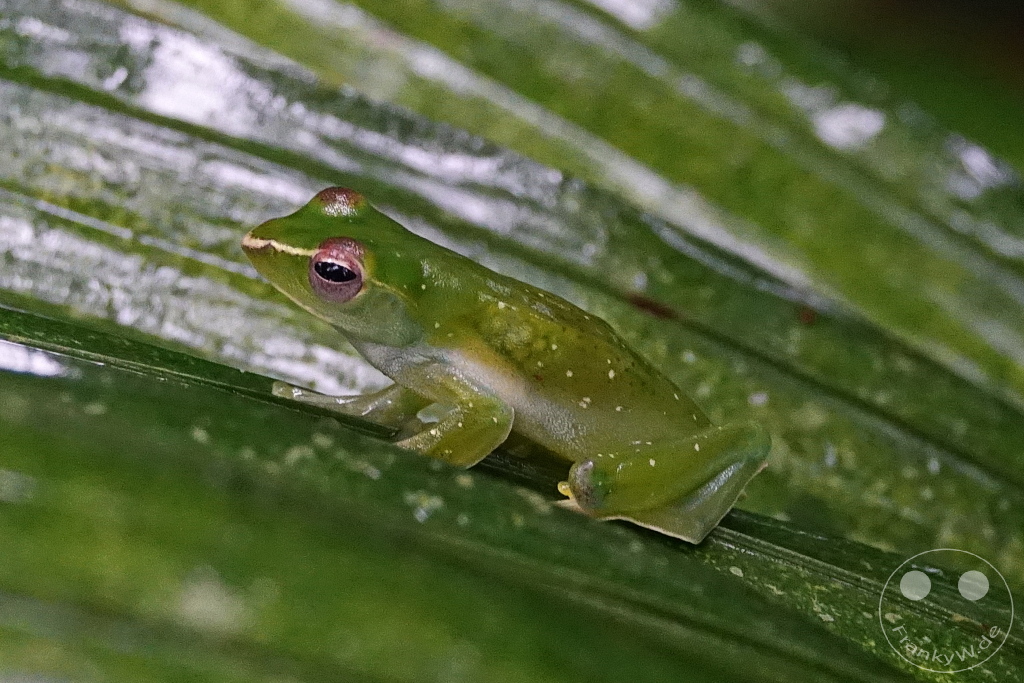 Gunung Mulu National Park - Borneo - Malaysia - flying frog - Feihyla kajau