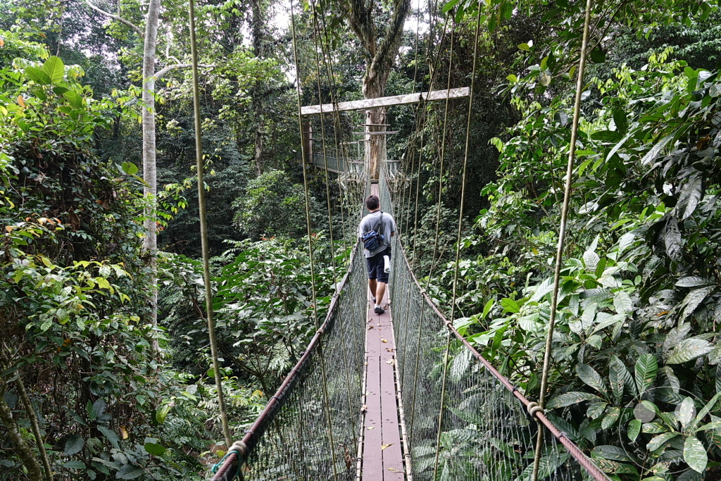 Gunung Mulu National Park - Borneo - Malaysia - Mulu Tree Top Tower