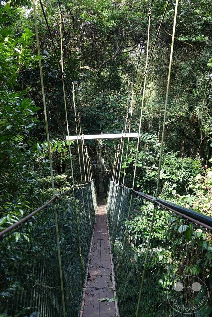 Gunung Mulu National Park - Borneo - Malaysia - Mulu Tree Top Tower