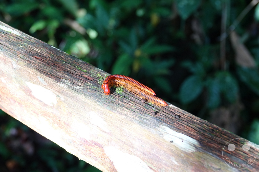 Gunung Mulu National Park - Borneo - Malaysia - centipede sex