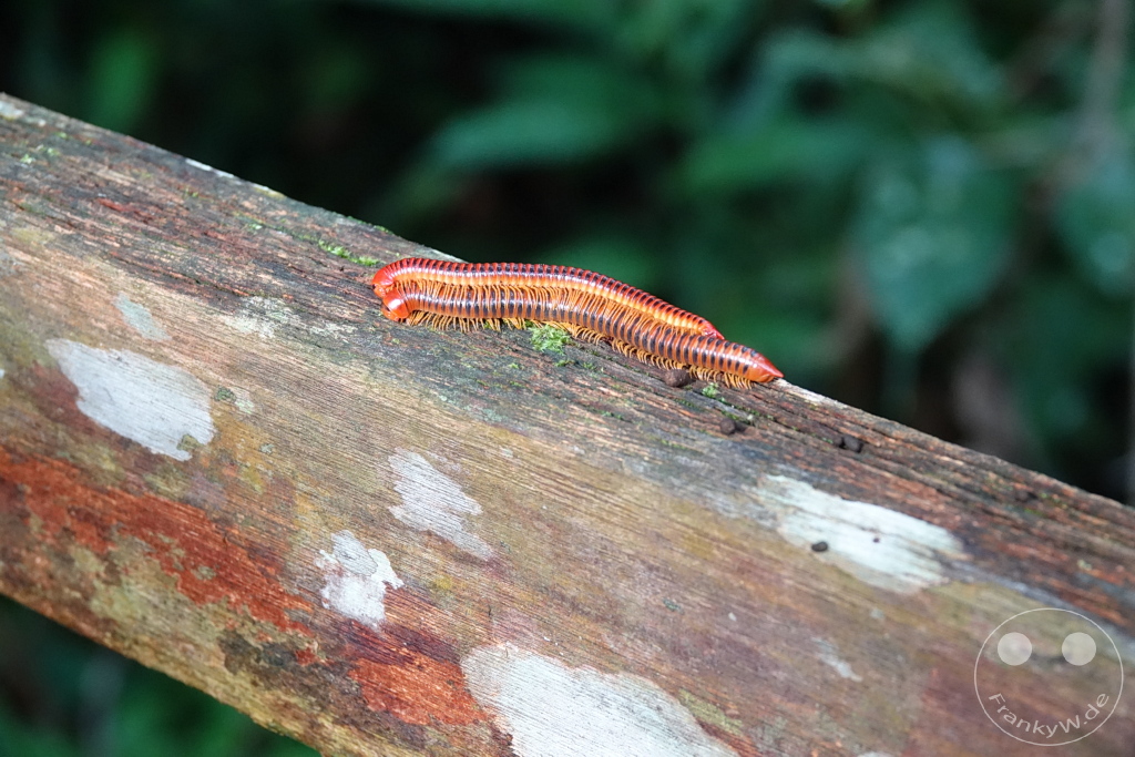 Gunung Mulu National Park - Borneo - Malaysia - centipede sex