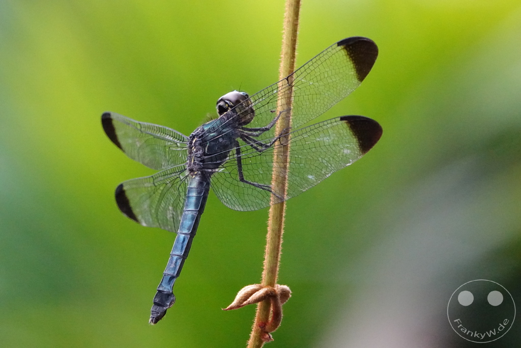 Gunung Mulu National Park - Borneo - Malaysia - dragonfly