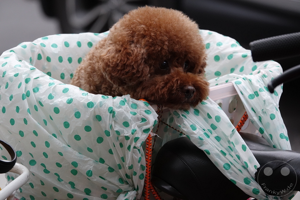 Taiwan - Taipeh - Dihua-Street