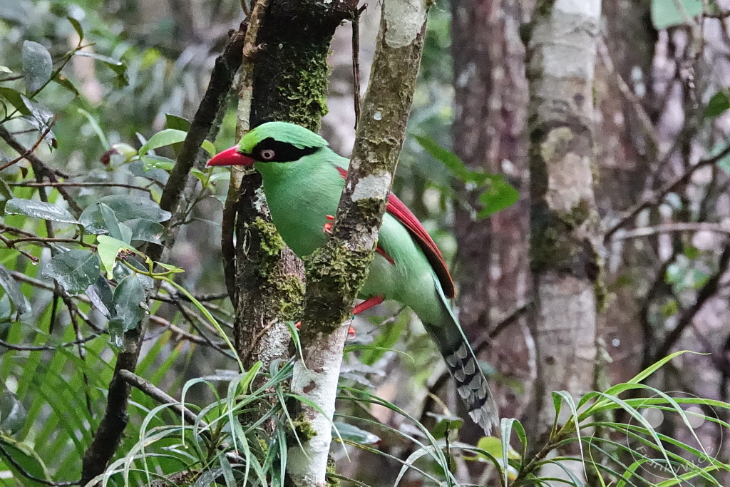 Kinabalu Park - Borneo - Malaysia - Bornean green magpie (Cissa jefferyi)