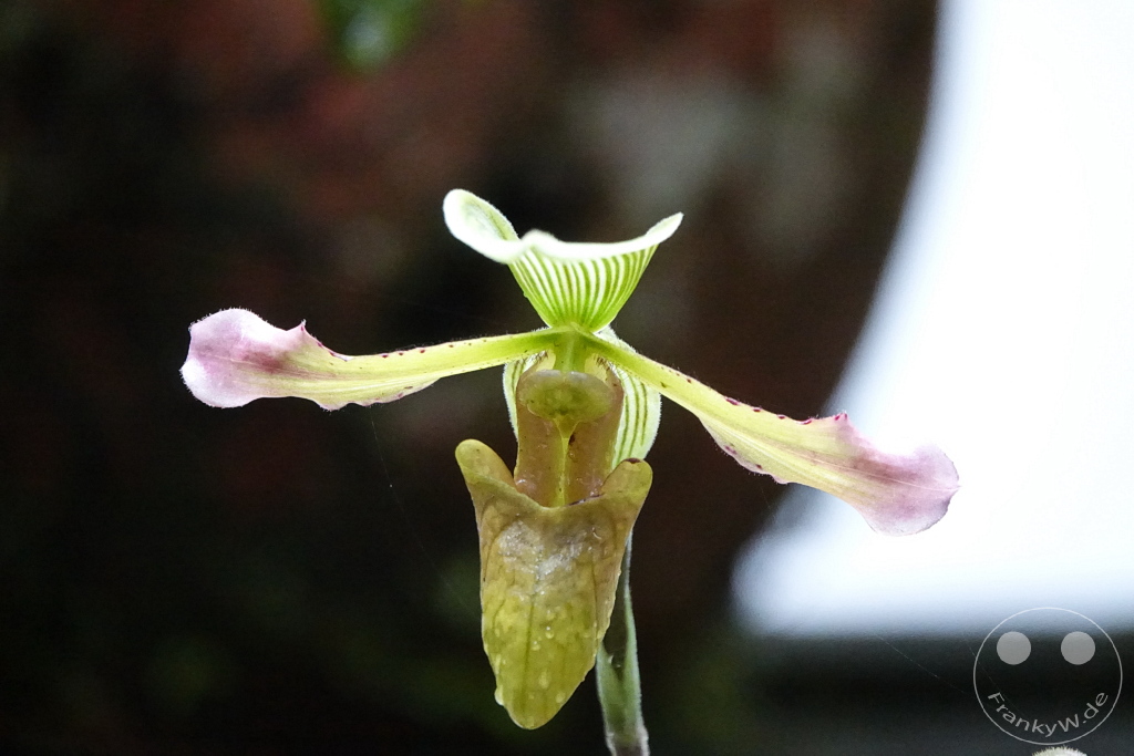 Kinabalu Park - Botanical garden -Borneo - Malaysia - Orchid