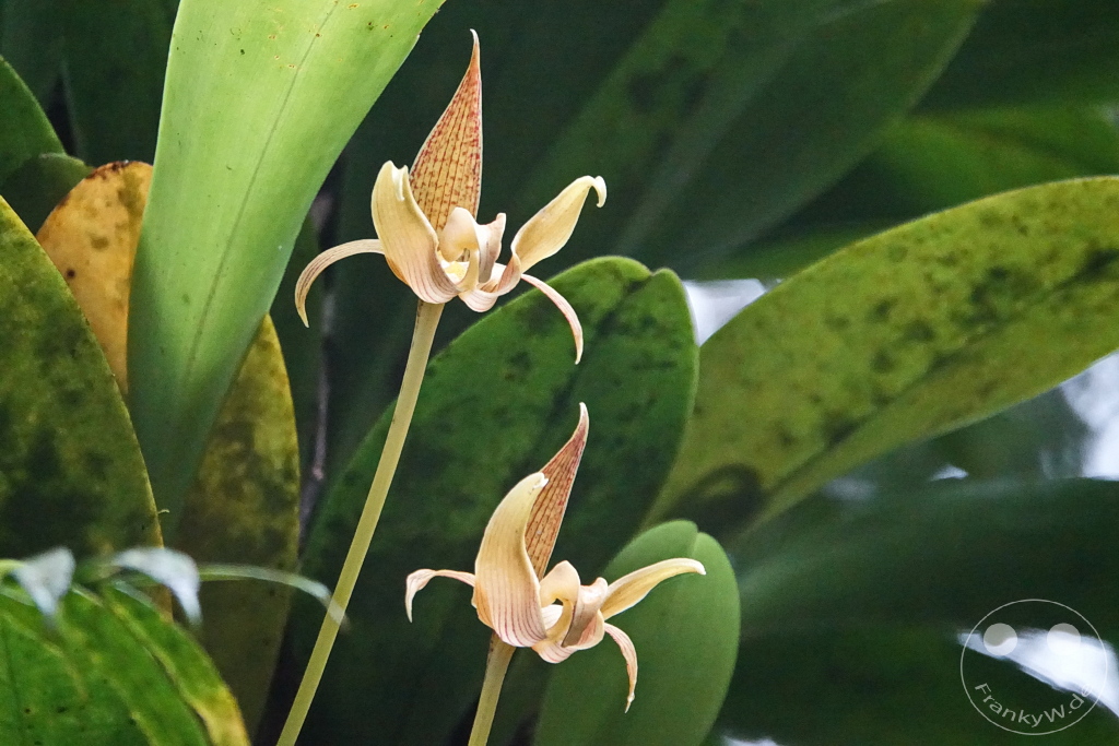 Kinabalu Park - Botanical garden -Borneo - Malaysia - Orchid