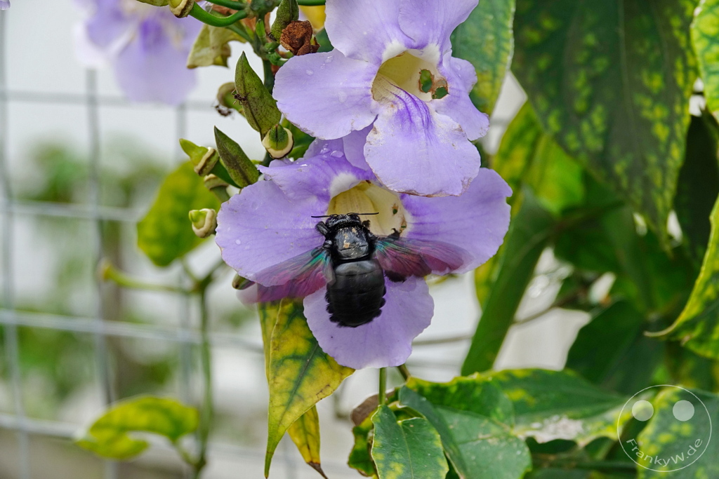 Kundasang - Borneo - Malaysia - orchids