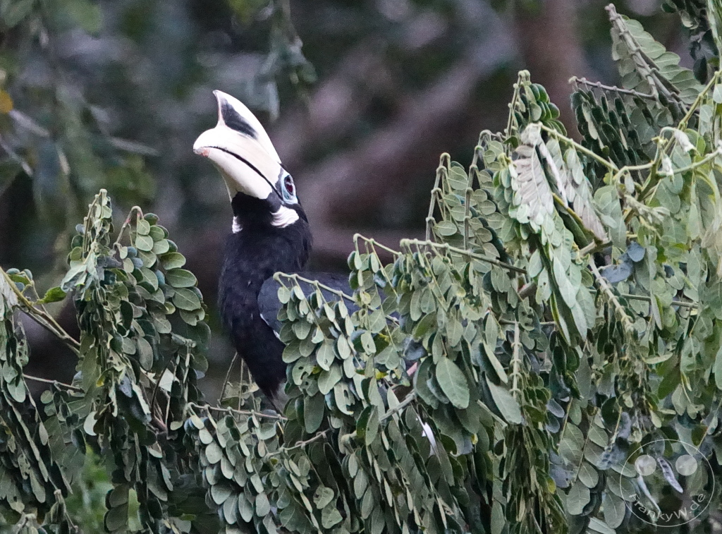 Sepilok - Borneo - Malaysia - Oriental Pied Hornbill (Anthracoceros albirostris)