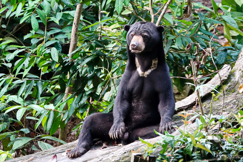 Sepilok - Borneo - Malaysia - Sun Bear Conservation Centre