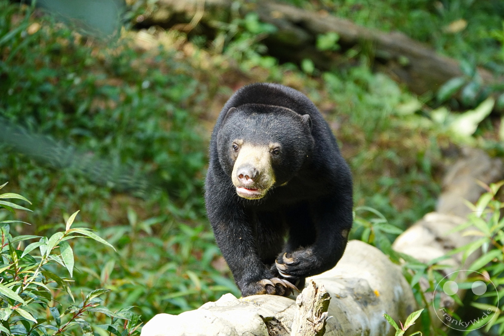Sepilok - Borneo - Malaysia - Sun Bear Conservation Centre
