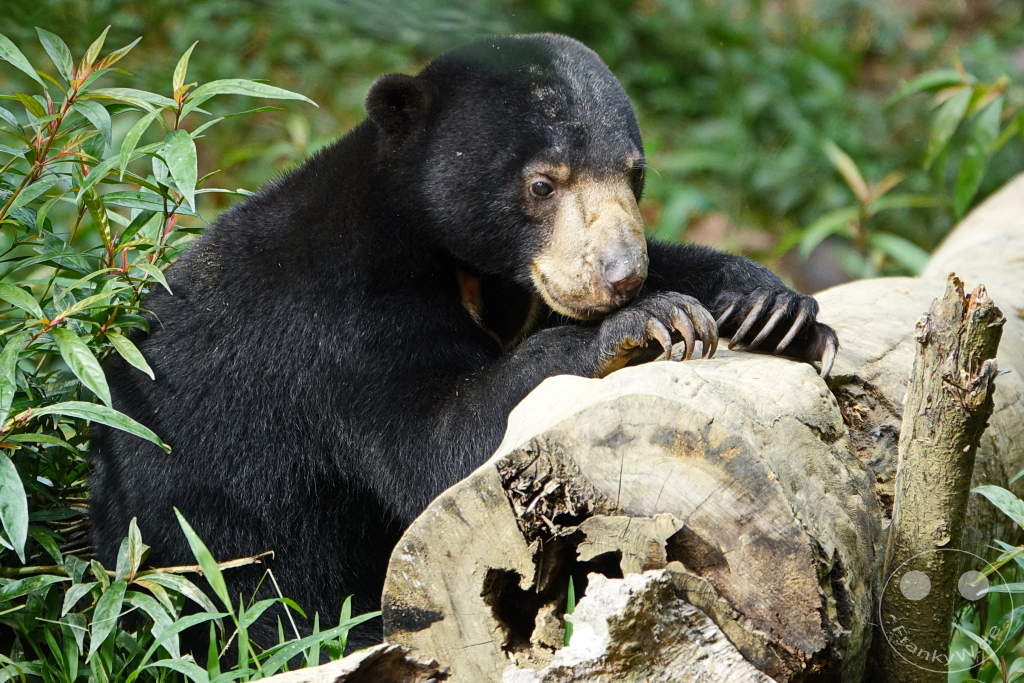 Sepilok - Borneo - Malaysia - Sun Bear Conservation Centre