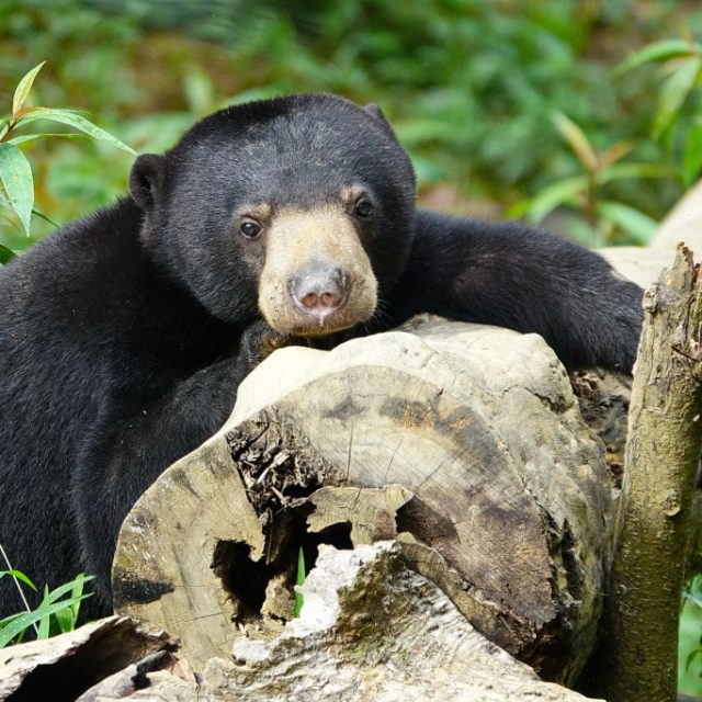 Sepilok - Borneo - Malaysia - Sun Bear Conservation Centre