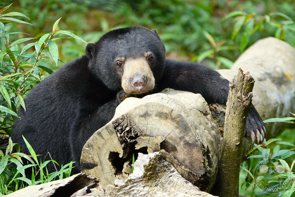 Sepilok - Borneo - Malaysia - Sun Bear Conservation Centre