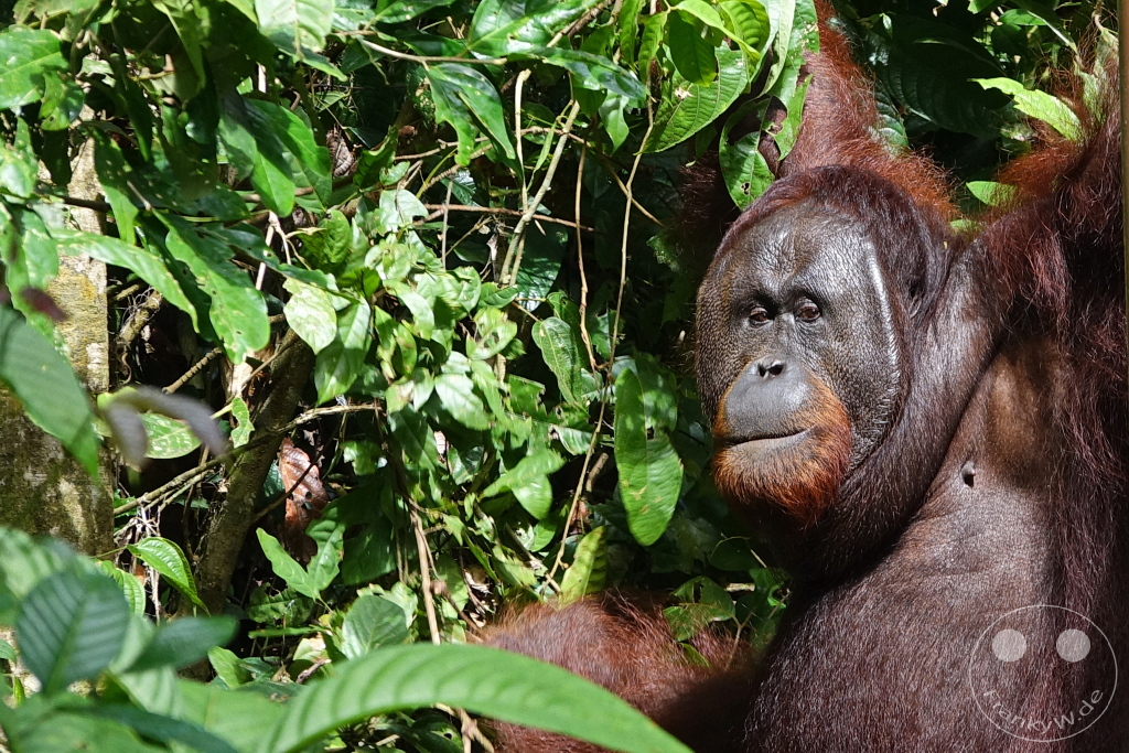 Sepilok - Borneo - Malaysia - Orangutan Rehabilitation Center