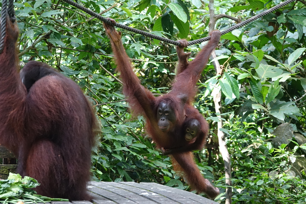 Sepilok - Borneo - Malaysia - Orangutan Rehabilitation Center