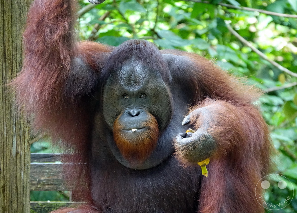 Sepilok - Borneo - Malaysia - Orangutan Rehabilitation Center