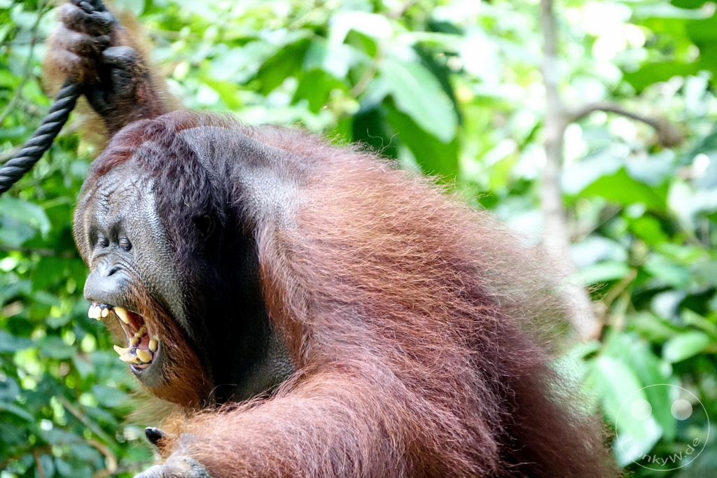 Sepilok - Borneo - Malaysia - Orangutan Rehabilitation Center