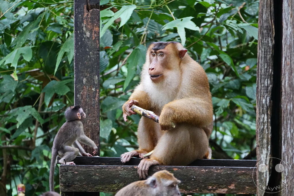 Sepilok - Borneo - Malaysia - Orangutan Rehabilitation Center