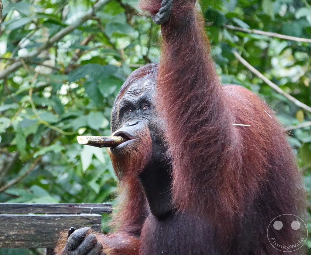 Sepilok - Borneo - Malaysia - Orangutan Rehabilitation Center