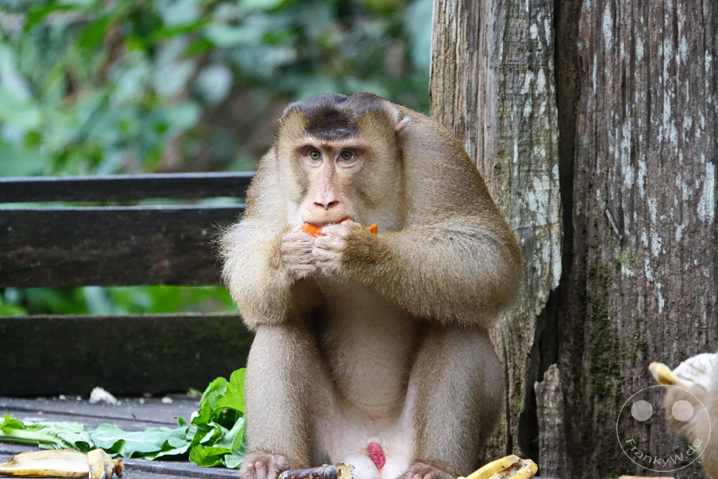 Sepilok - Borneo - Malaysia - Orangutan Rehabilitation Center