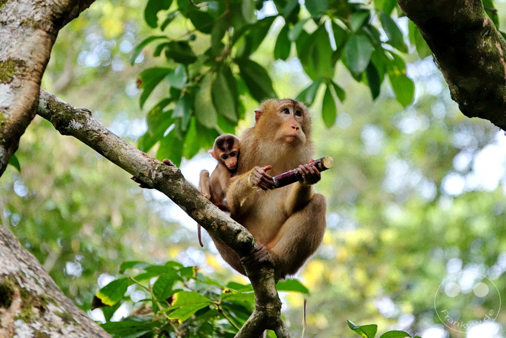 Sepilok - Borneo - Malaysia - Orangutan Rehabilitation Center