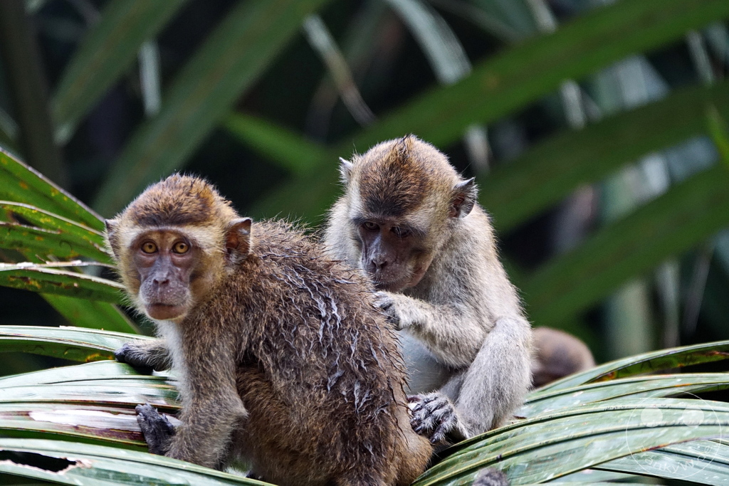 Kinabatangan Wildlife Sanctuary - Borneo - Malaysia - Macaques