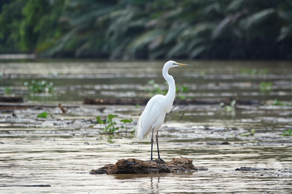 Kinabatangan Wildlife Sanctuary - Borneo - Malaysia - Great Egret