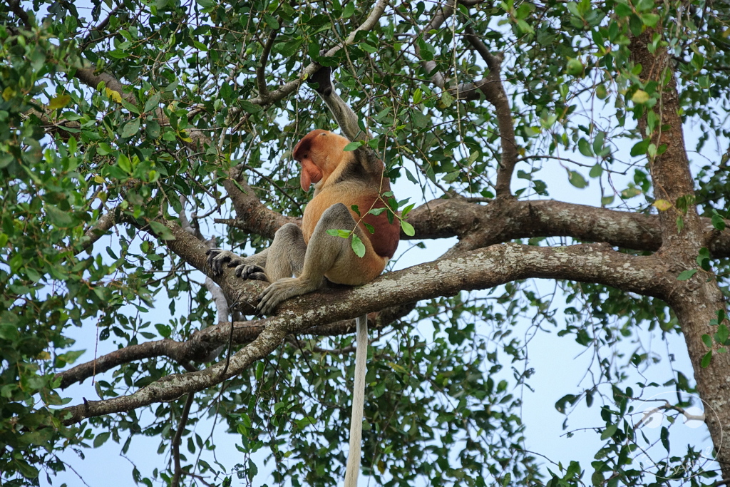 Kinabatangan Wildlife Sanctuary - Borneo - Malaysia - Proboscis monkey - long-nosed monkey