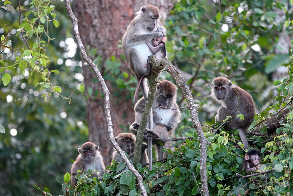 Kinabatangan Wildlife Sanctuary - Borneo - Malaysia - Macaques