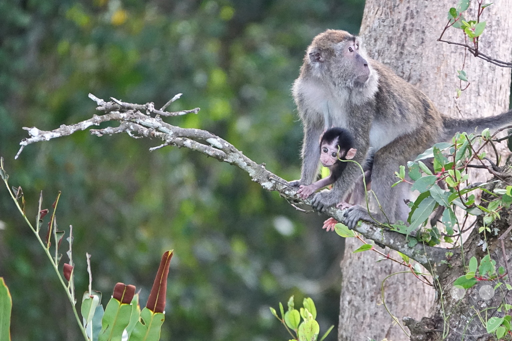 Kinabatangan Wildlife Sanctuary - Borneo - Malaysia - Macaques