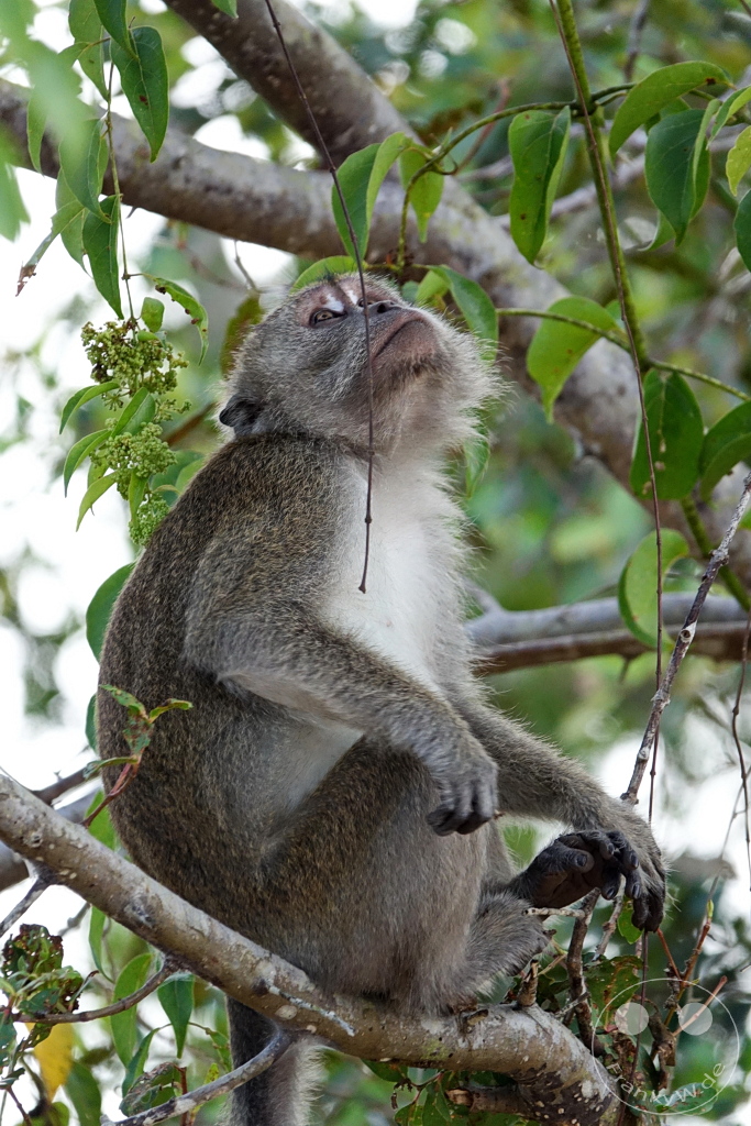 Kinabatangan Wildlife Sanctuary - Borneo - Malaysia - Macaques