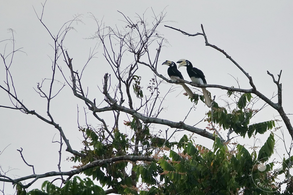Kinabatangan Wildlife Sanctuary - Borneo - Malaysia - Oriental Pied Hornbill (Anthracoceros albirostris)