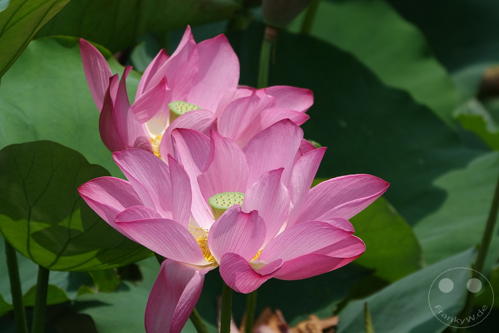 Taiwan - Zuoying - Lotus