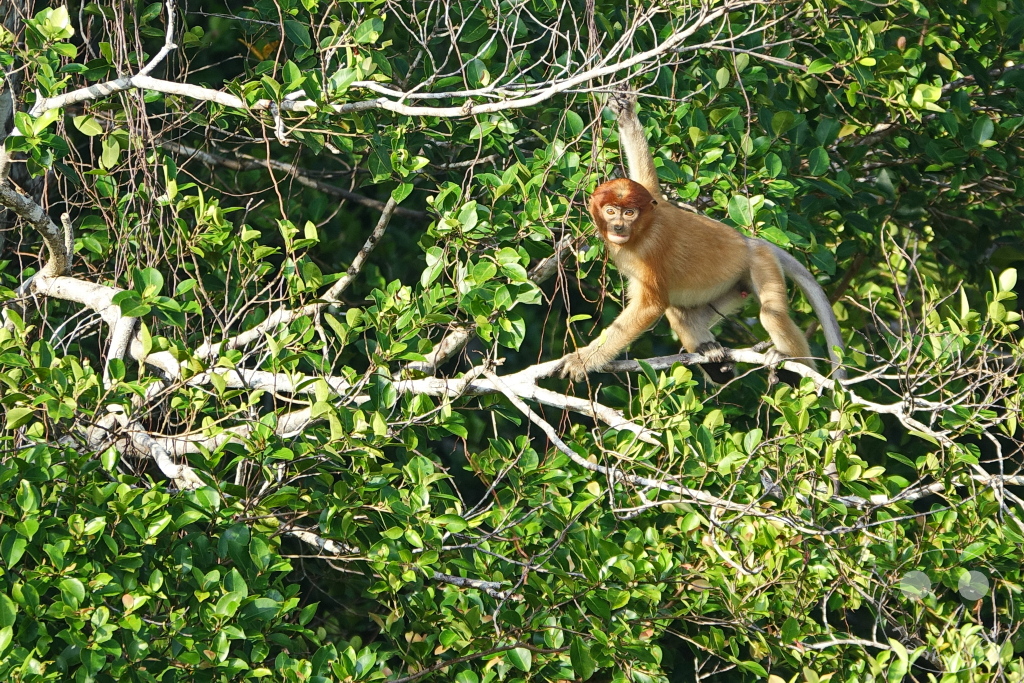 Kinabatangan Wildlife Sanctuary - Borneo - Malaysia - Proboscis monkey - long-nosed monkey