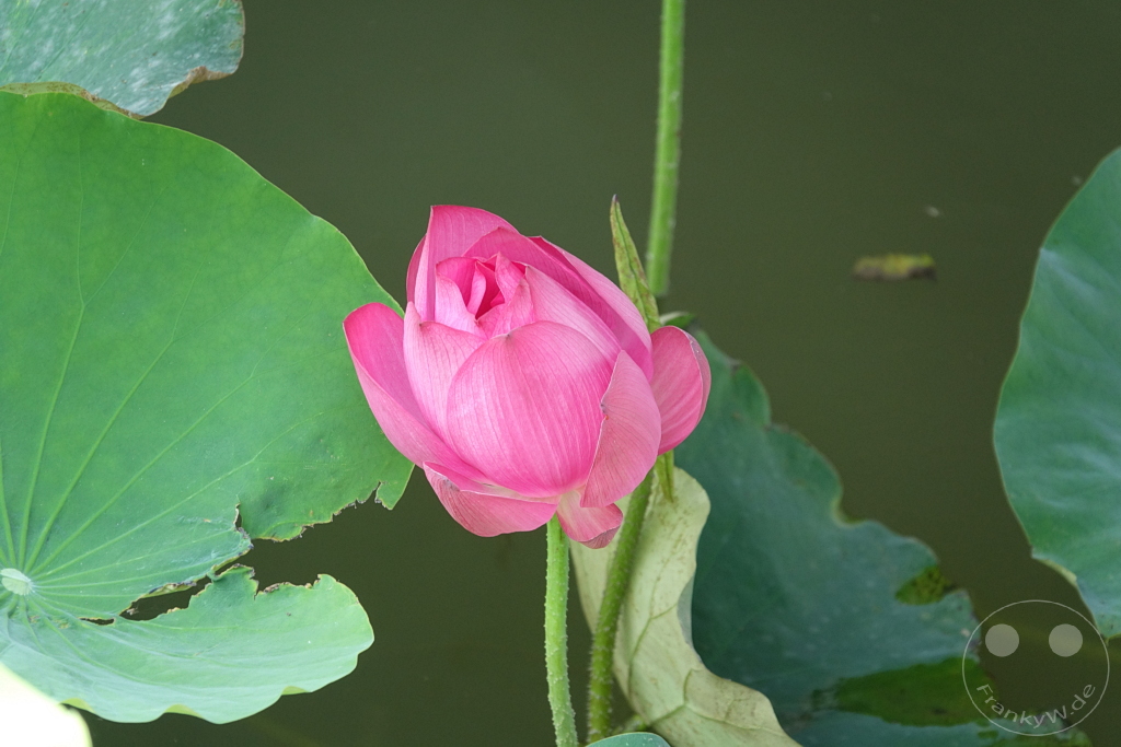 Taiwan - Zuoying - Lotus