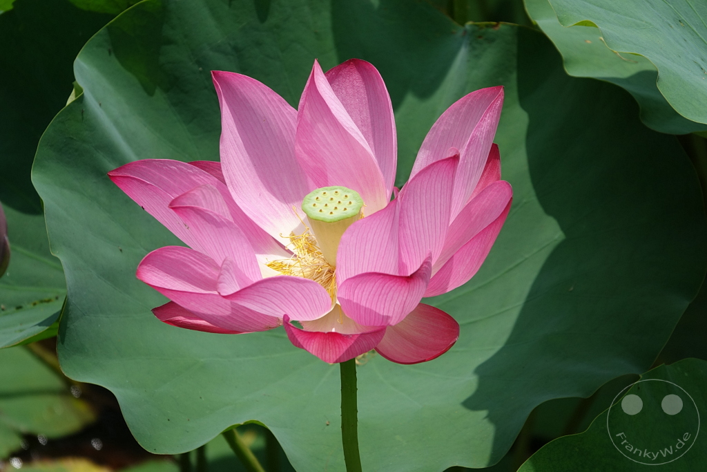 Taiwan - Zuoying - Lotus