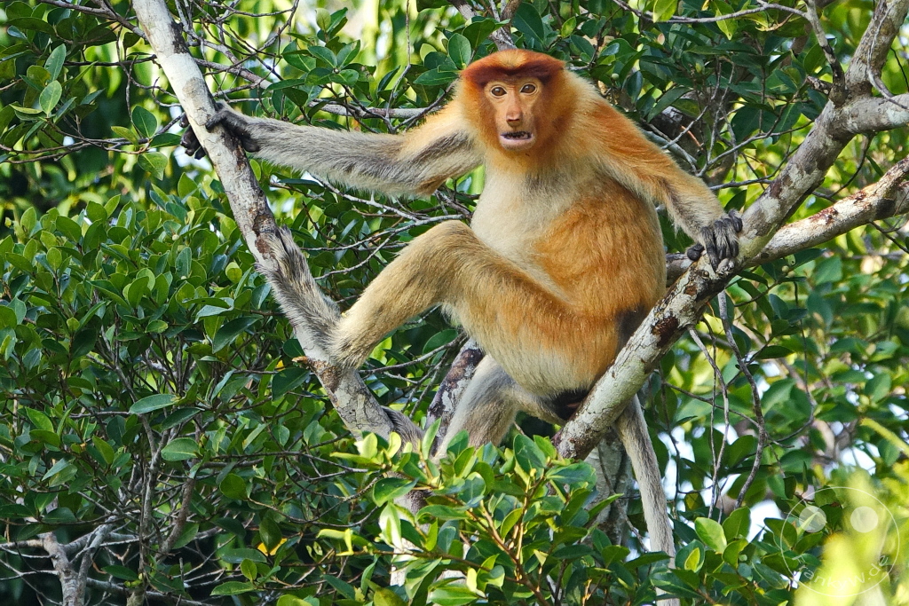 Kinabatangan Wildlife Sanctuary - Borneo - Malaysia - Proboscis monkey - long-nosed monkey