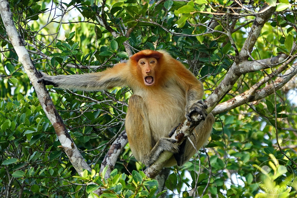 Kinabatangan Wildlife Sanctuary - Borneo - Malaysia - Proboscis monkey - long-nosed monkey