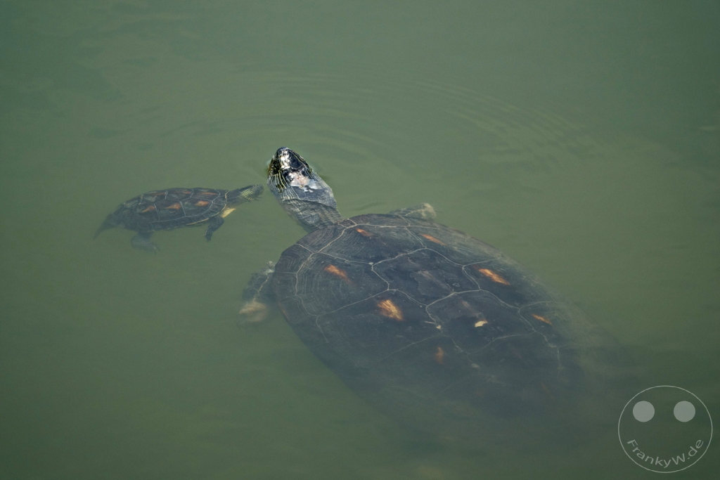 Taiwan - Zuoying - Turtle