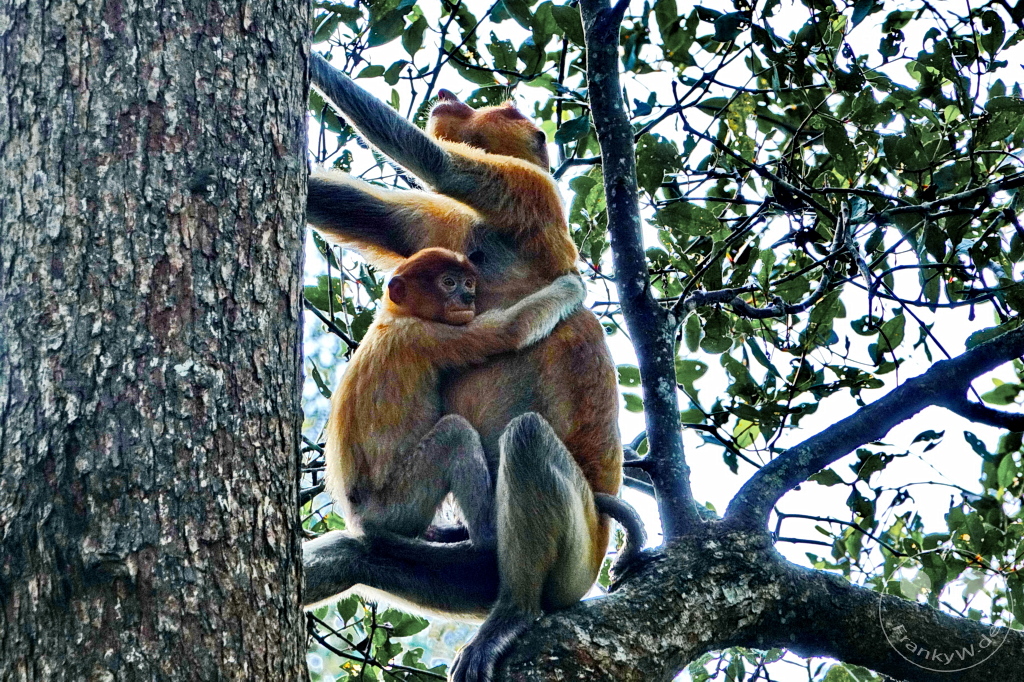 Kinabatangan Wildlife Sanctuary - Borneo - Malaysia - Proboscis monkey - long-nosed monkey