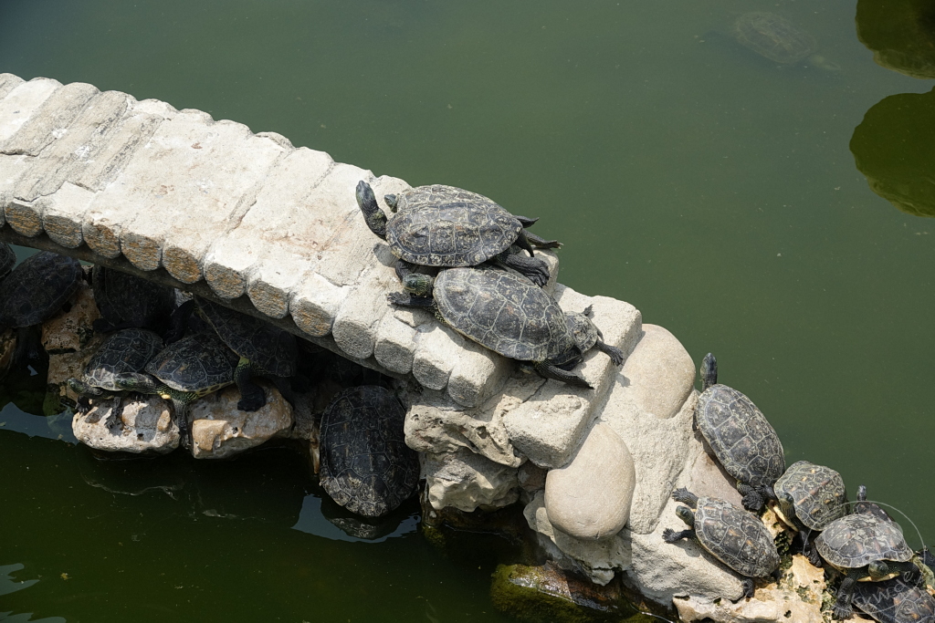 Taiwan - Zuoying - Turtle