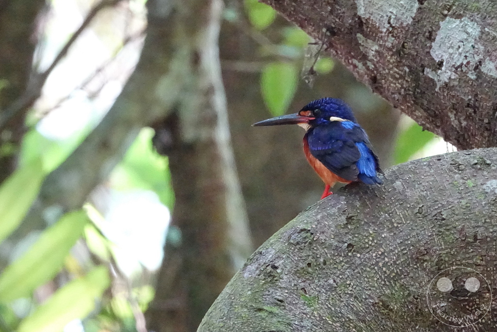 Kinabatangan Wildlife Sanctuary - Borneo - Malaysia - kingfisher