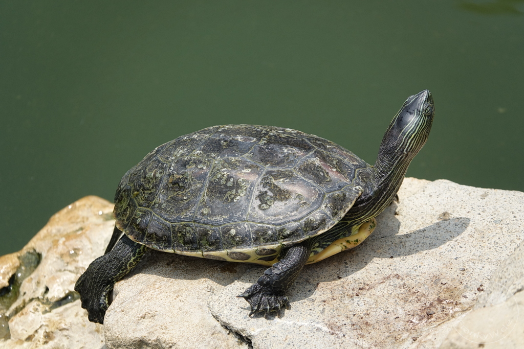 Taiwan - Zuoying - Turtle