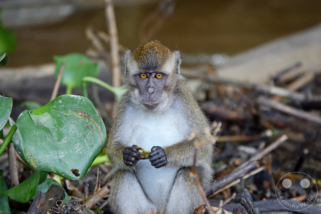 Kinabatangan Wildlife Sanctuary - Borneo - Malaysia - Macaques