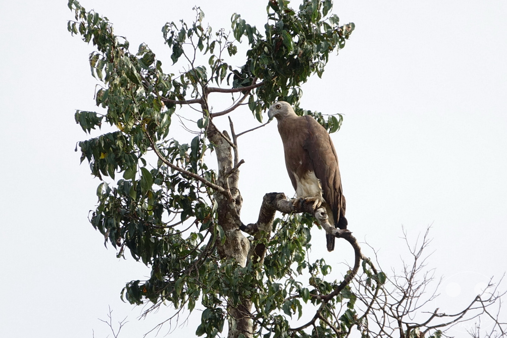 Kinabatangan Wildlife Sanctuary - Borneo - Malaysia - Serpent Eagle