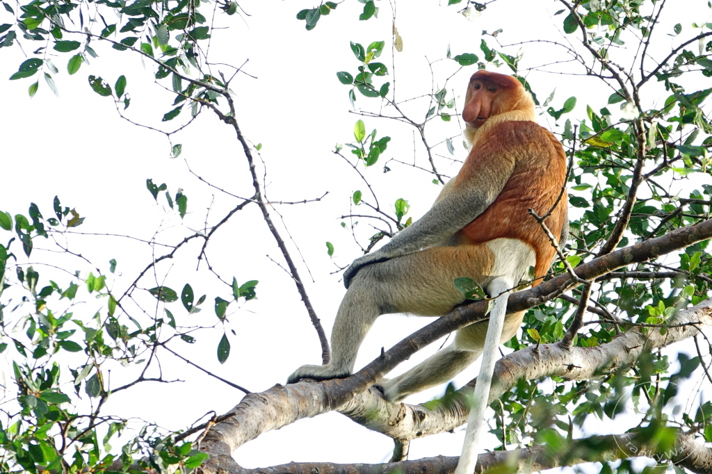 Kinabatangan Wildlife Sanctuary - Borneo - Malaysia - Proboscis monkey - long-nosed monkey