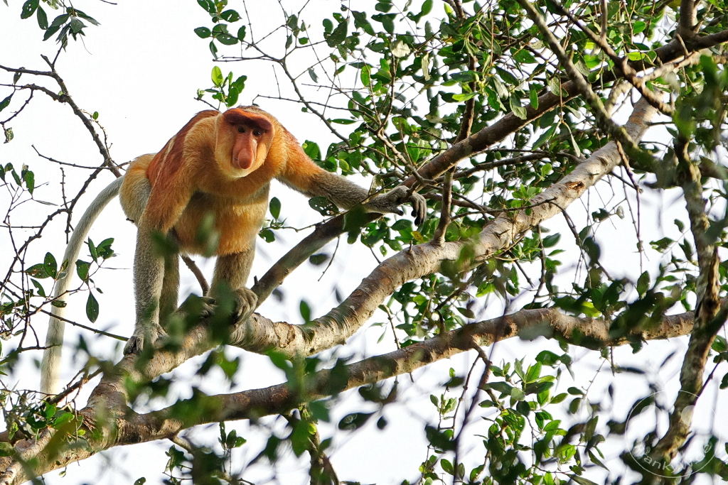 Kinabatangan Wildlife Sanctuary - Borneo - Malaysia - Proboscis monkey - long-nosed monkey